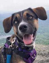 Nova