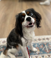 Maizey