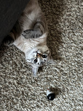 Winston