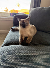 Willa