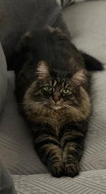 Ollie