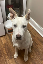 Bo