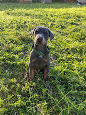 Koba