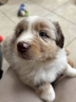 Indi-Rose