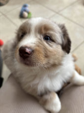Indi-Rose
