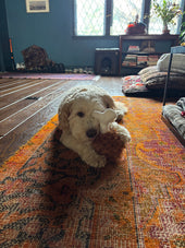 Buddy 