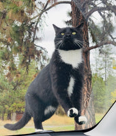 Odin