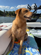Nala