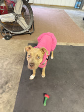 Stella 