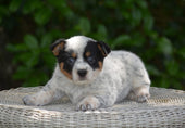 Dolly