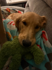 Ollie