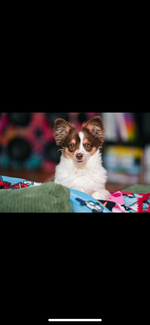 Rodie