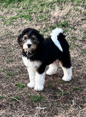 Sookie