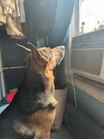 Kujo