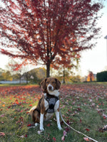 Maple