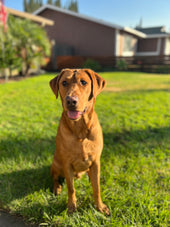 Arlo