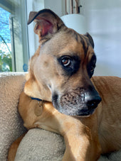 Otis