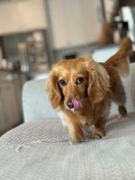 Archie