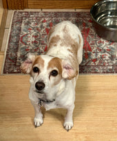 Peanut