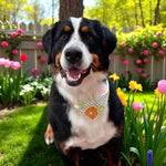 Hazel