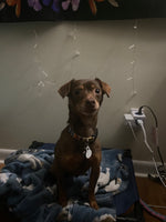 Rascal
