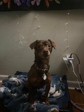 Rascal