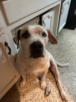 Canelo