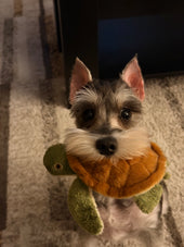 Laika