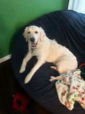 Dolly