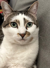 Mo