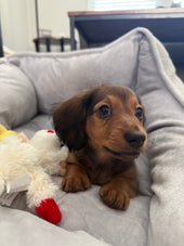 Winston 
