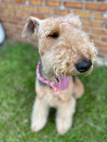 Samson