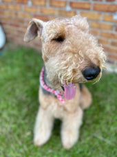 Samson