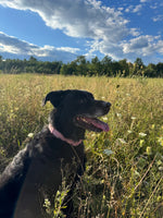 Piper
