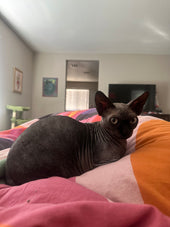 Nyx