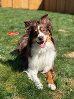 Hazel