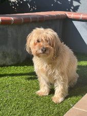 Roscoe
