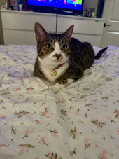 Phoebe