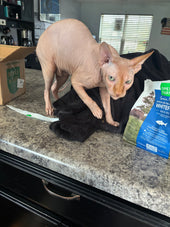 Floki