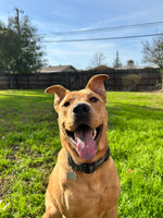 Scout