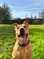 Scout