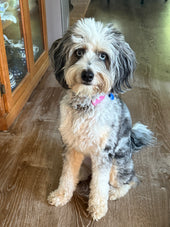 Ziva