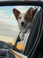 Winston