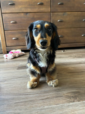 Libby