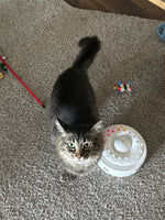 cleo 