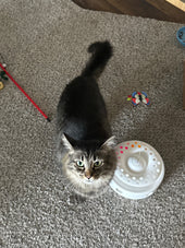 cleo 