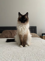 Kitty