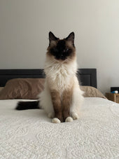 Kitty