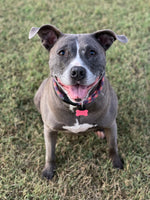 Graylee