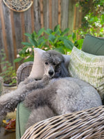 Gracie